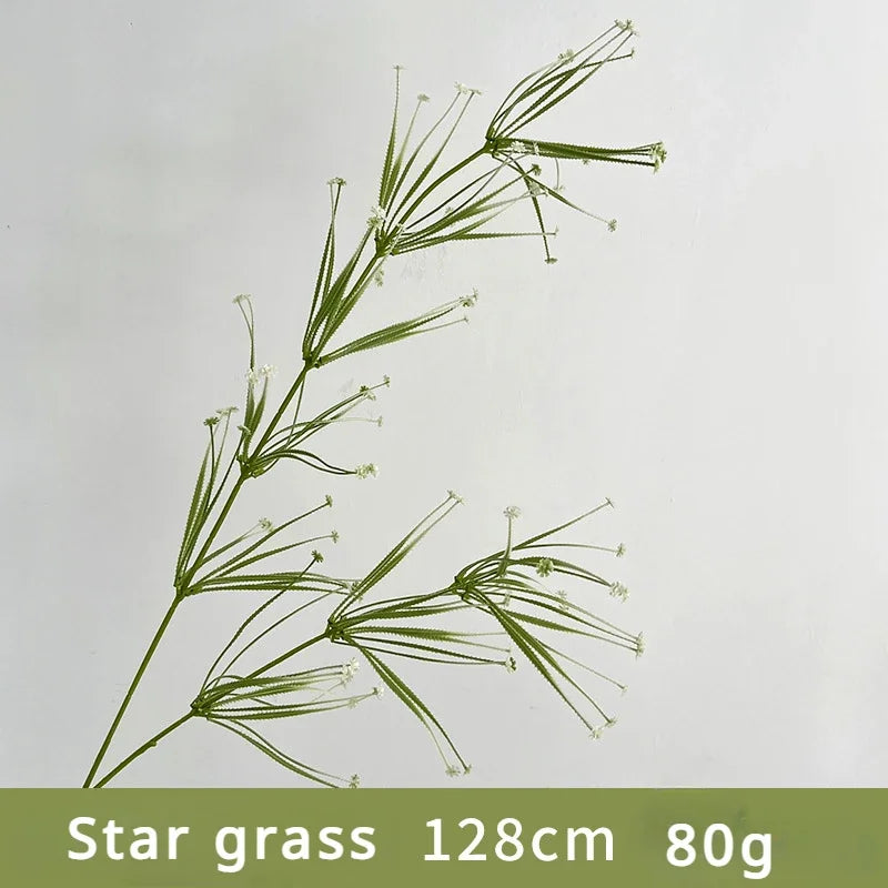Star grass with measurement text on a light gray background