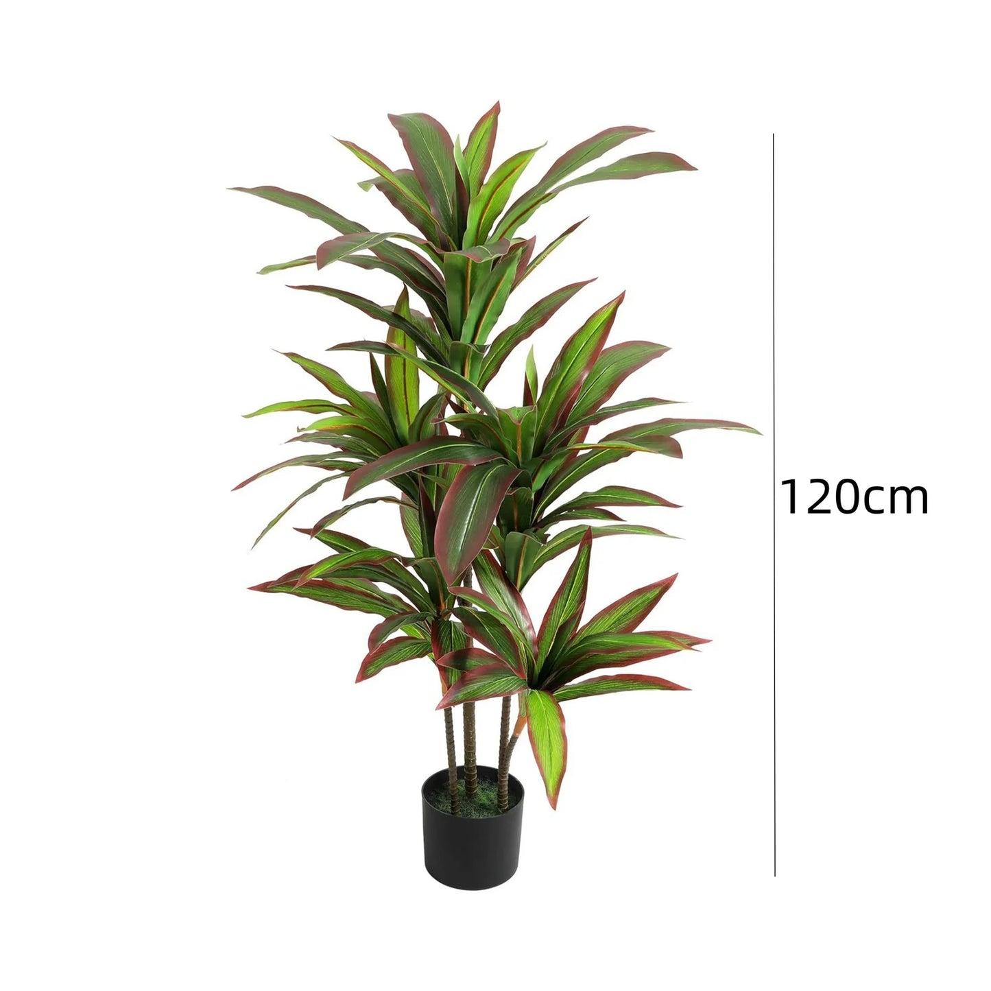 Potted plant with a measurement label indicating height on a white background